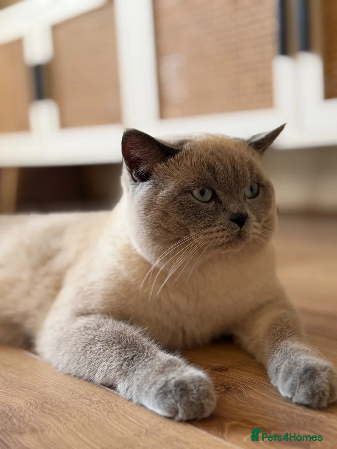 British Shorthair cats for stud: British Shorthair Lilac Colourpoint Stud - Advert 2