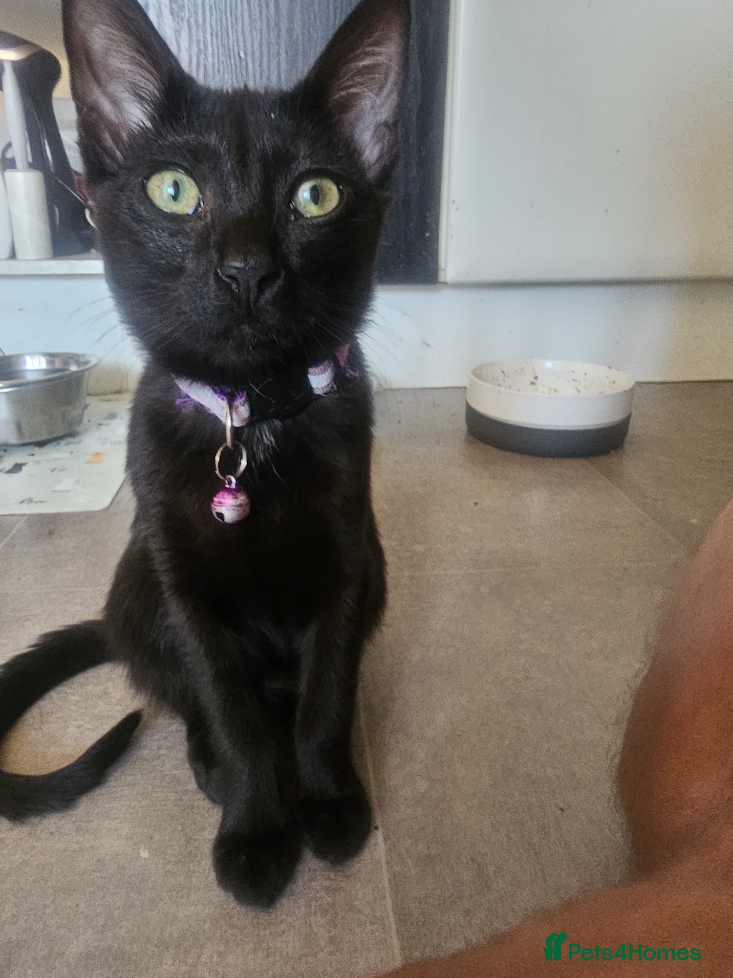 Mixed Breed cats Lydia 🩷 - Advert 2
