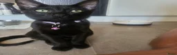 Mixed Breed cats for sale: Lydia 🩷 - Advert 1