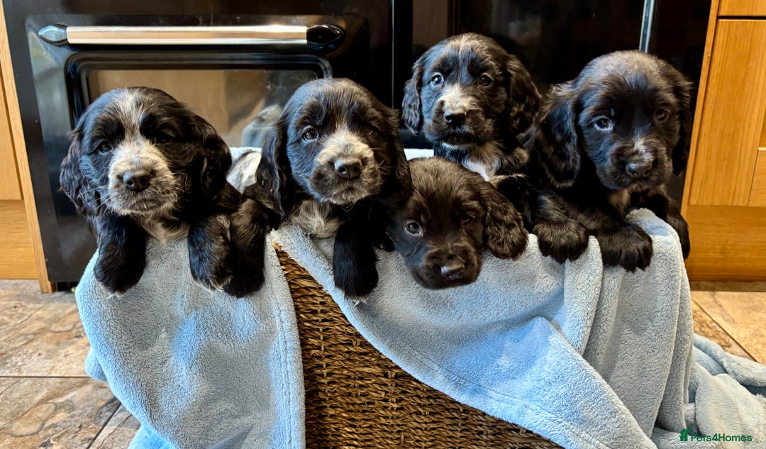 Cocker Spaniel dogs for sale: Gorgeous KC Cockers with blue roan features - Image 2