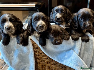Cocker Spaniel dogs - Advert 15
