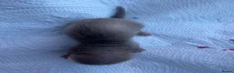Ferret rodents for sale: Pedigree Full and Semi Angora Kits  - Advert 16