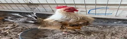 Chickens poultry for sale: Serama hen and cockerel pairs  - Advert 8