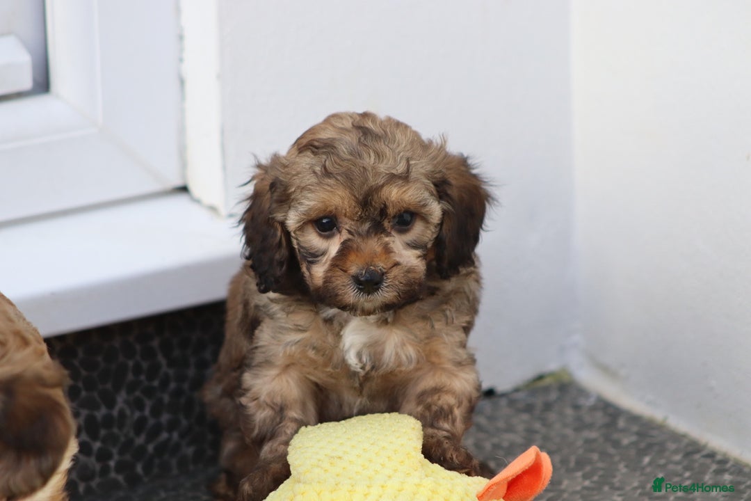 Cockapoo dogs for sale: Cockapoo puppies for sale!  - Advert 31