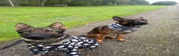 German Shepherd dogs for sale: Male German Shepherd  - Advert 2