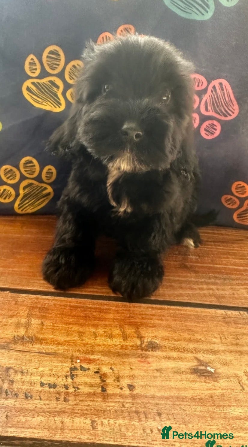 Cockapoo dogs Last boy! Fully vaccinated ! Reduced !  - Advert 17