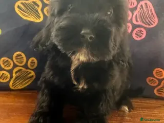 Cockapoo dogs Last boy! Fully vaccinated ! Reduced ! - Advert 17