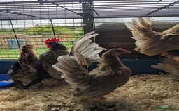Chickens poultry for sale: Tiny Seramas Bantams,Adults & Youngsters. - Image 16