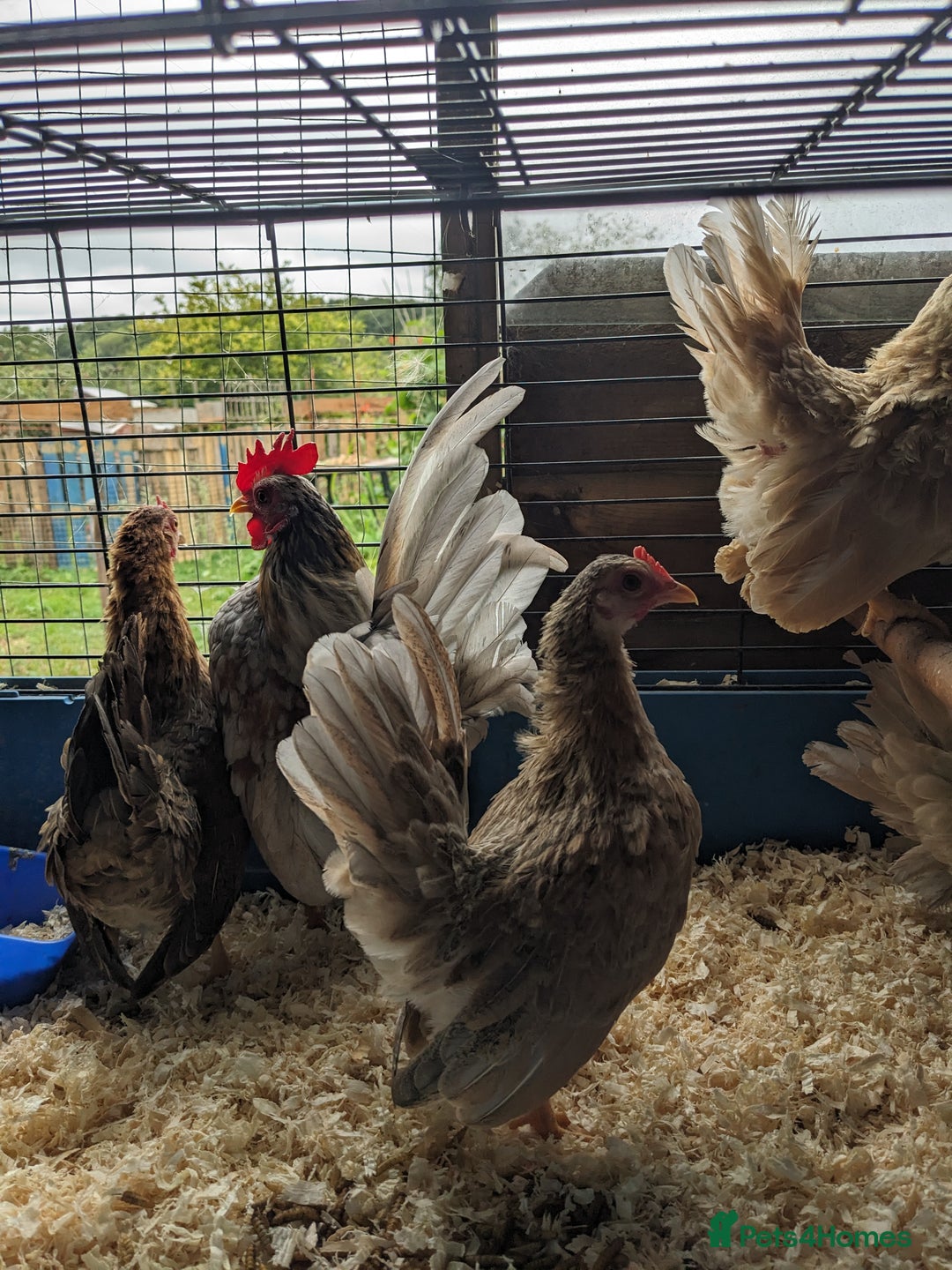 Chickens poultry for sale: Tiny Seramas Bantams,Adults & Youngsters. - Image 16
