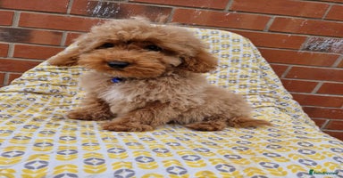 Cockapoo dogs - Advert 11