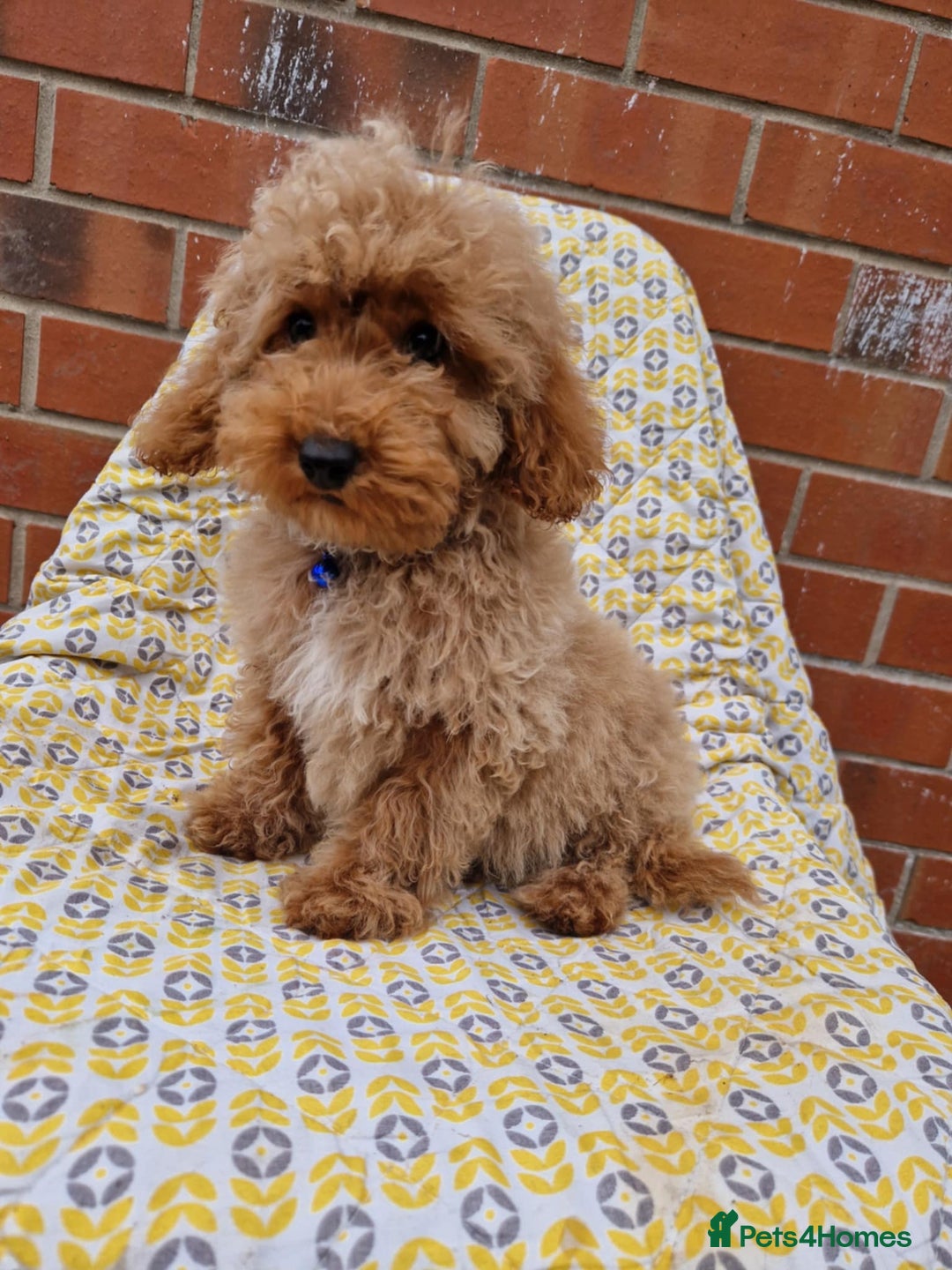 Cockapoo dogs for sale: F1BB Apricot Cockapoo Puppies. - Image 2