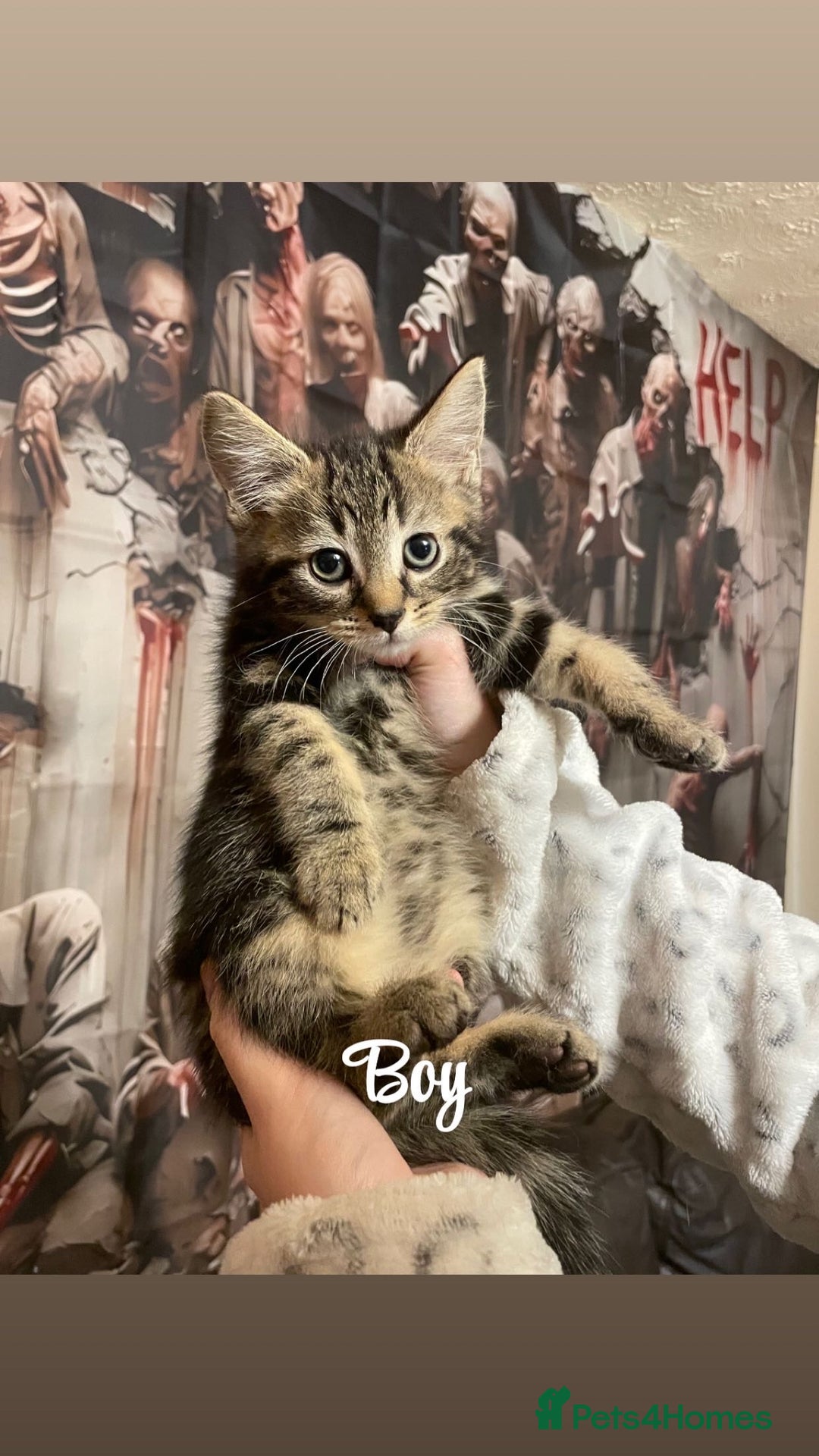 British Shorthair cats for sale: Kittens for sale  - Image 6