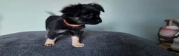 Chihuahua dogs for sale: Long haired chihuahua pups  in Rotherham - Advert 14