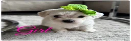 Maltese dogs for sale: Pure white Maltese puppies  - Advert 4