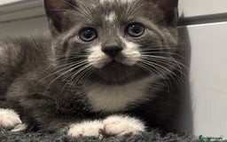 Mixed Breed cats for sale: Kittens ready this week. - Image 4