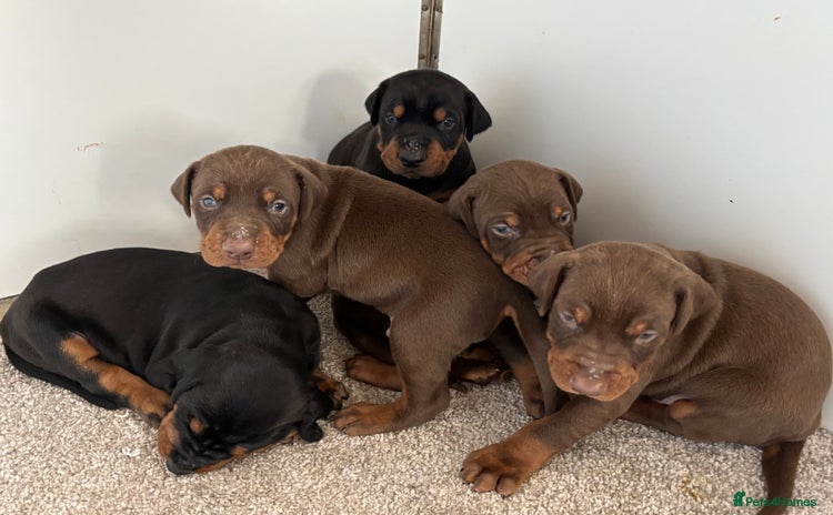 Dobermann dogs KC champion bloodline Doberman pups  - Advert 1
