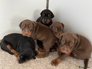 Dobermann dogs KC champion bloodline Doberman pups - Advert 1
