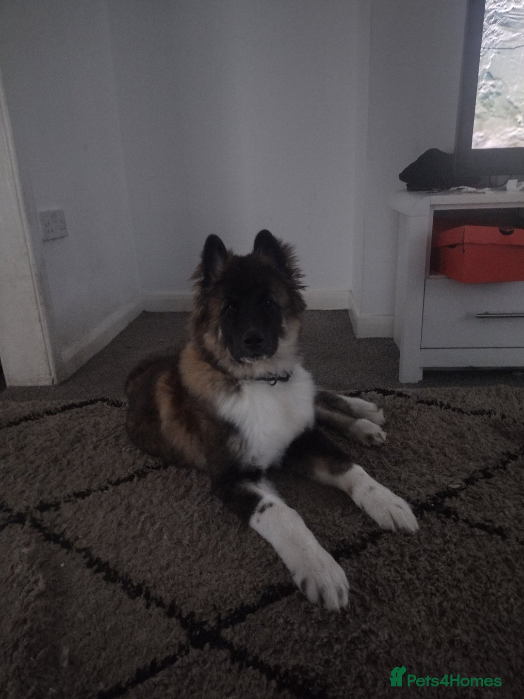 Akita dogs for sale: Long haired American akita  - Image 1