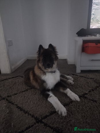 Akita dogs - Advert 12