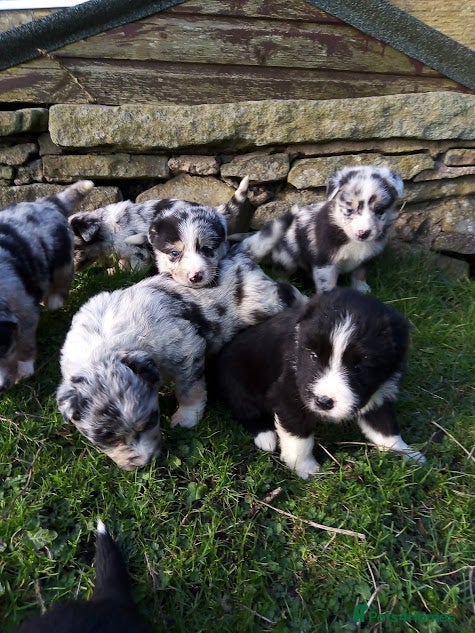 Mixed Breed dogs Blue Merle Bearded Border Collies - Advert 2