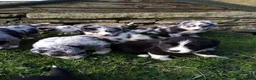Mixed Breed dogs for sale: Blue Merle Bearded Border Collies - Advert 1