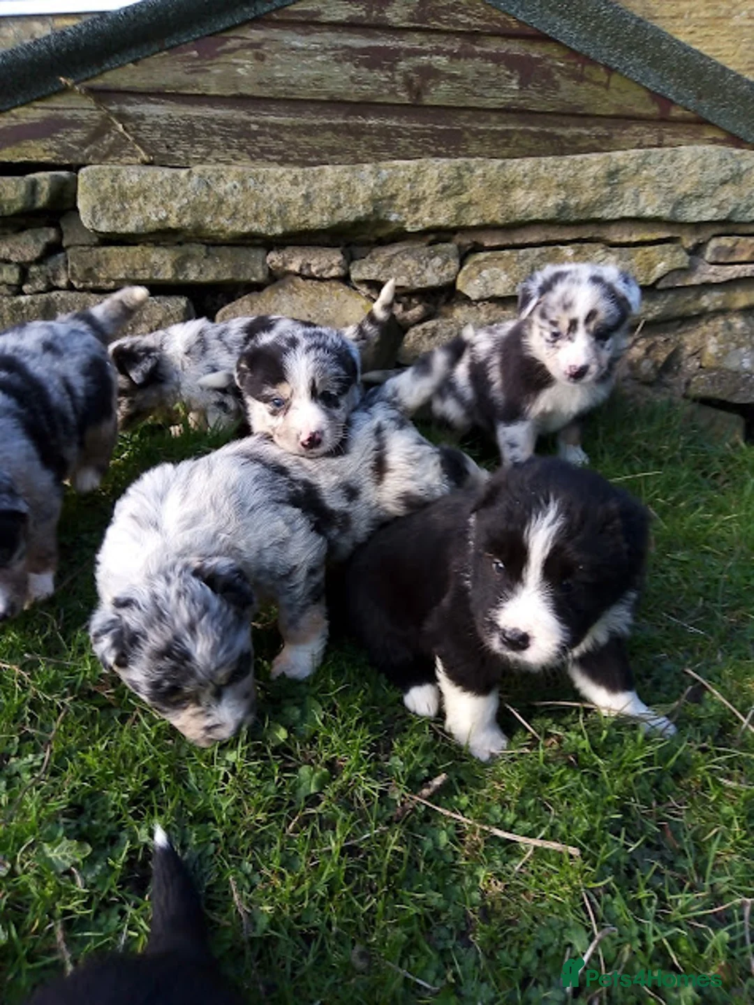 Mixed Breed dogs for sale: Blue Merle Bearded Border Collies - Advert 1