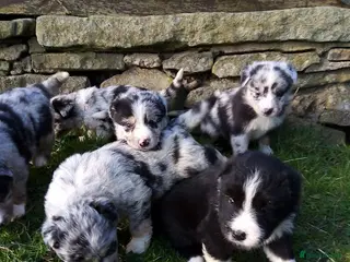 Mixed Breed dogs Blue Merle Bearded Border Collies - Advert 2