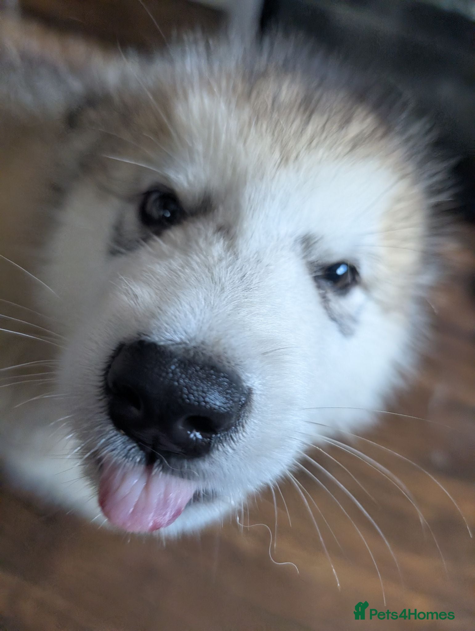 Alaskan Malamute dogs 2 Male Champ KC Reg Alaskan Malamute Puppies - Advert 2