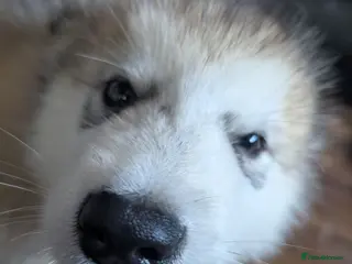 Alaskan Malamute dogs 2 Male Champ KC Reg Alaskan Malamute Puppies - Advert 2