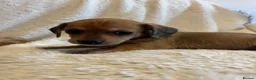 Chihuahua dogs for sale: Chihuahua X Miniature Dashund - Advert 10