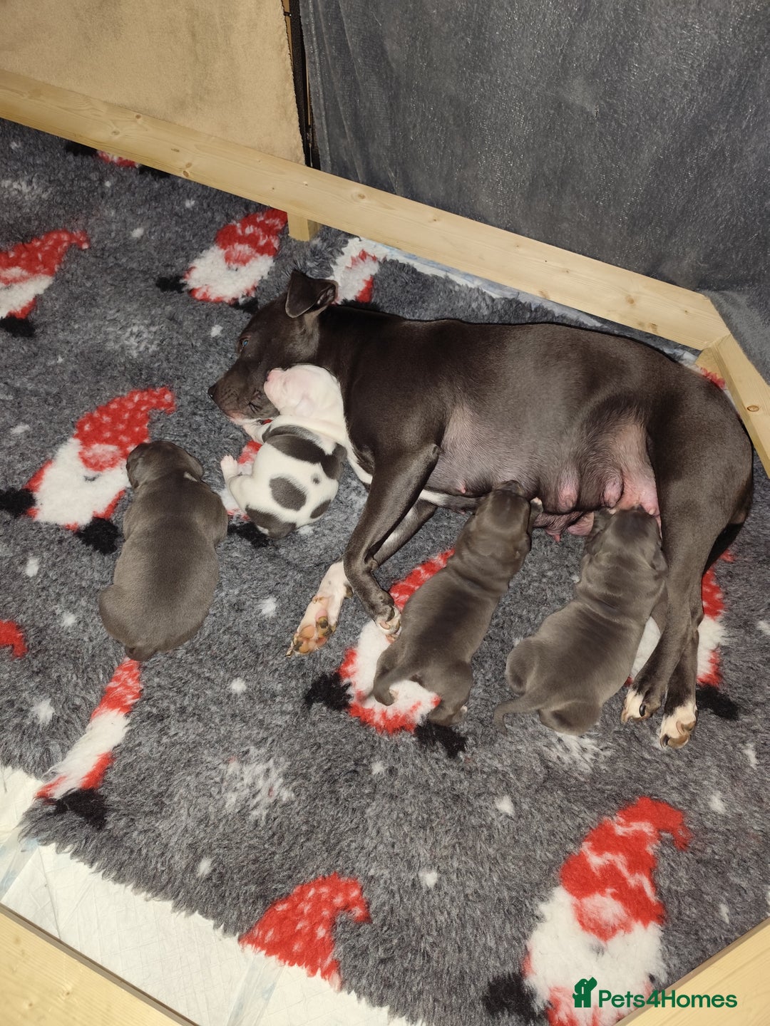 Staffordshire Bull Terrier dogs for sale: Staffordshire bull terrier puppies  - Advert 7