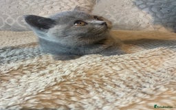 British Shorthair cats for sale: Gccf reg blue bsh kittens active - Image 21