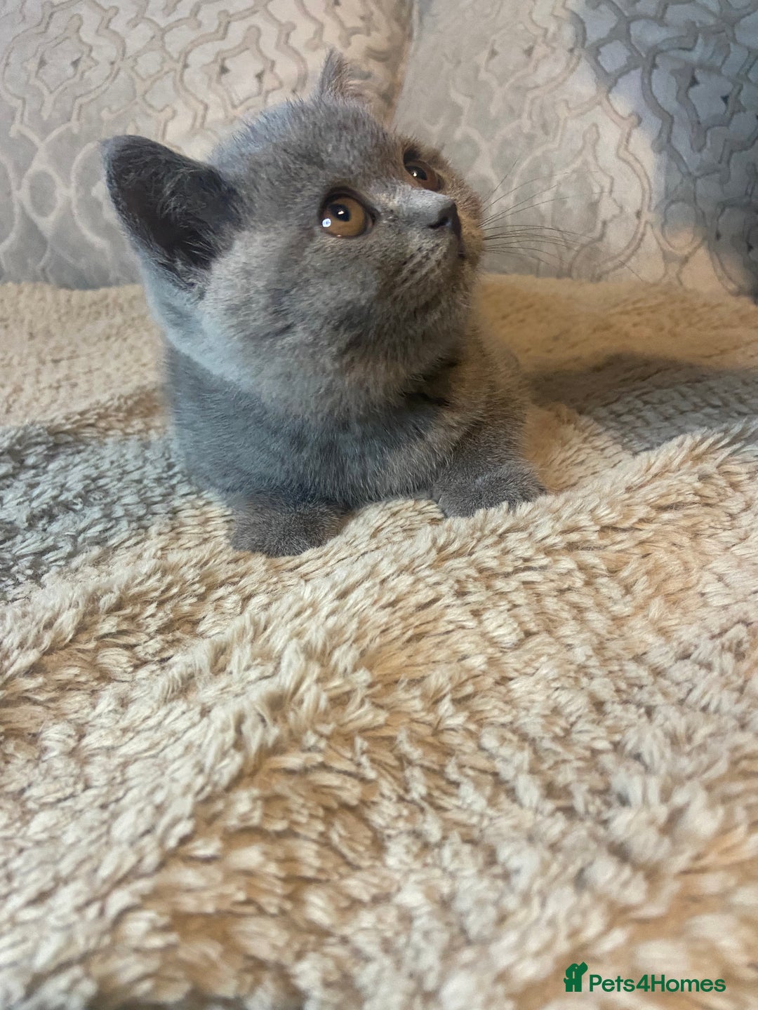 British Shorthair cats for sale: Gccf reg blue bsh kittens active - Image 21