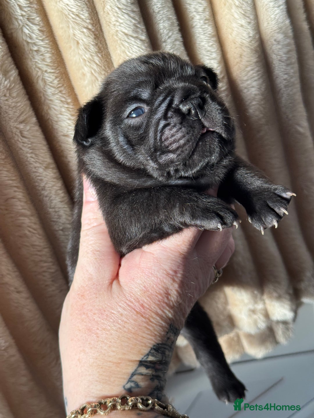 French Bulldog dogs for sale: AMAZING QUALITY FRENCH BULLDOG PUPS  - Advert 12