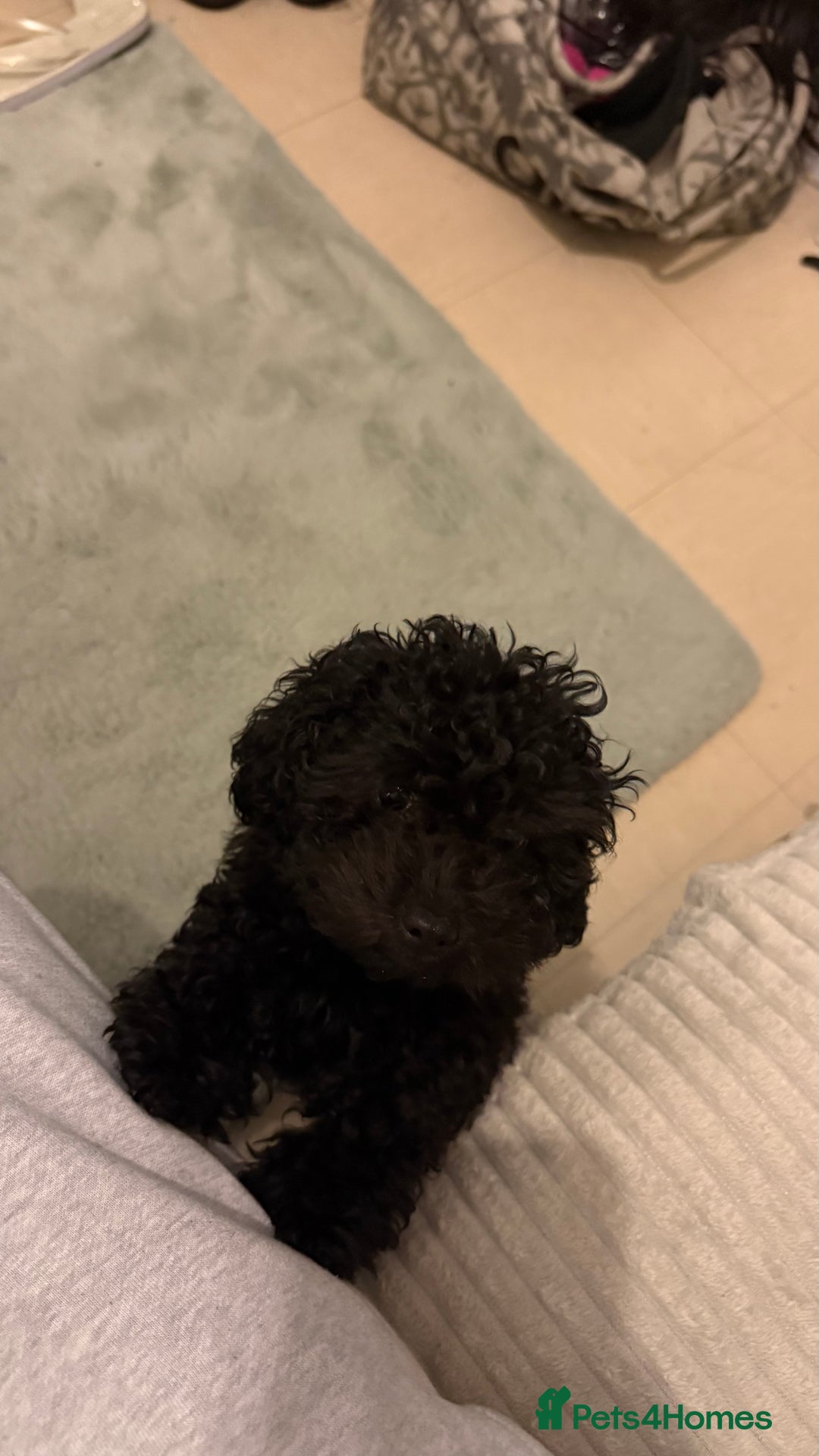 Cockapoo dogs for sale: Adorable Female Cockapoo Puppy for Sale - Advert 11