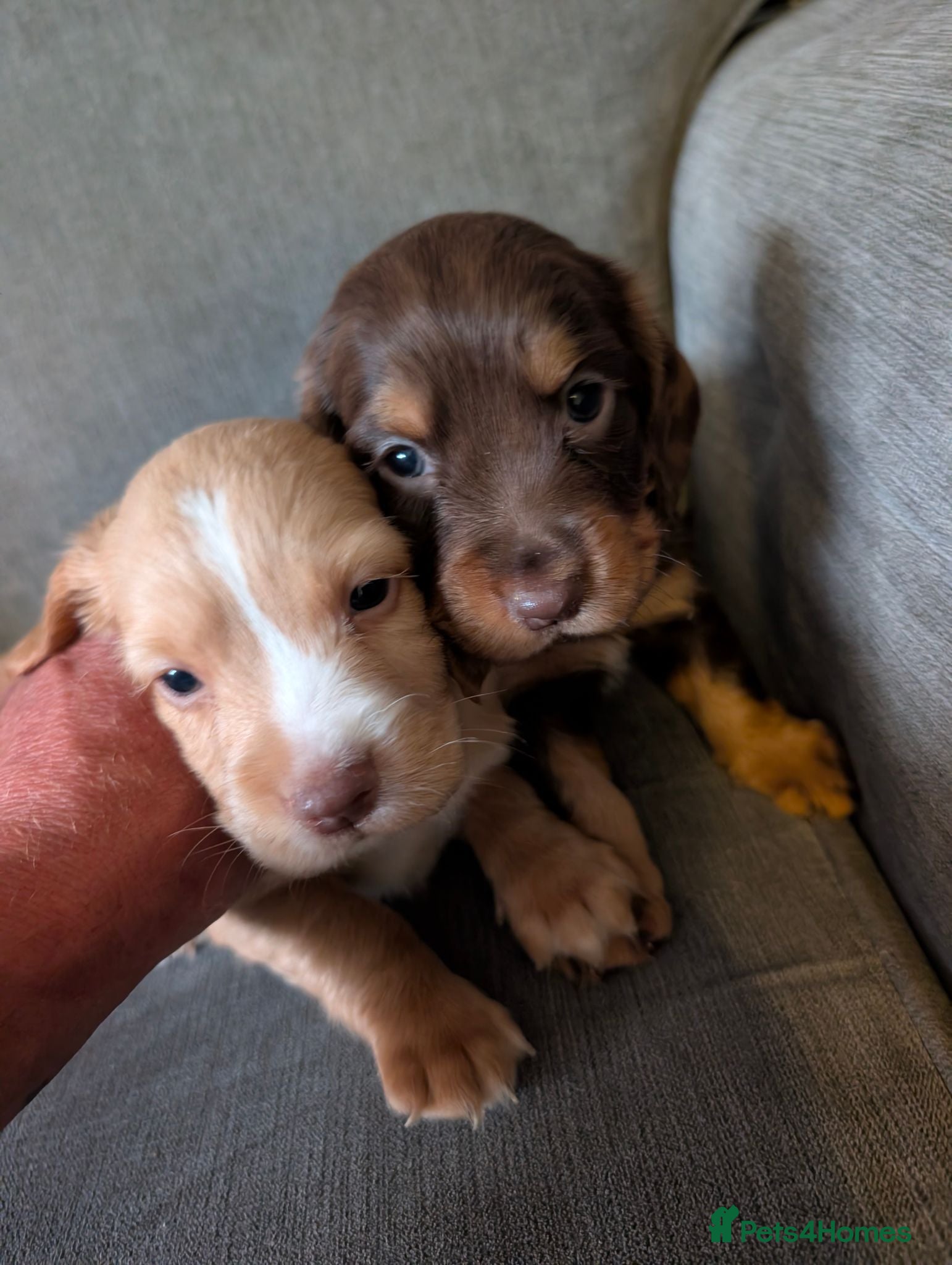 Cocker Spaniel dogs Working cocker spaniels stunning pups - Advert 17