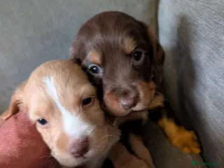 Cocker Spaniel dogs Working cocker spaniels stunning pups - Advert 17