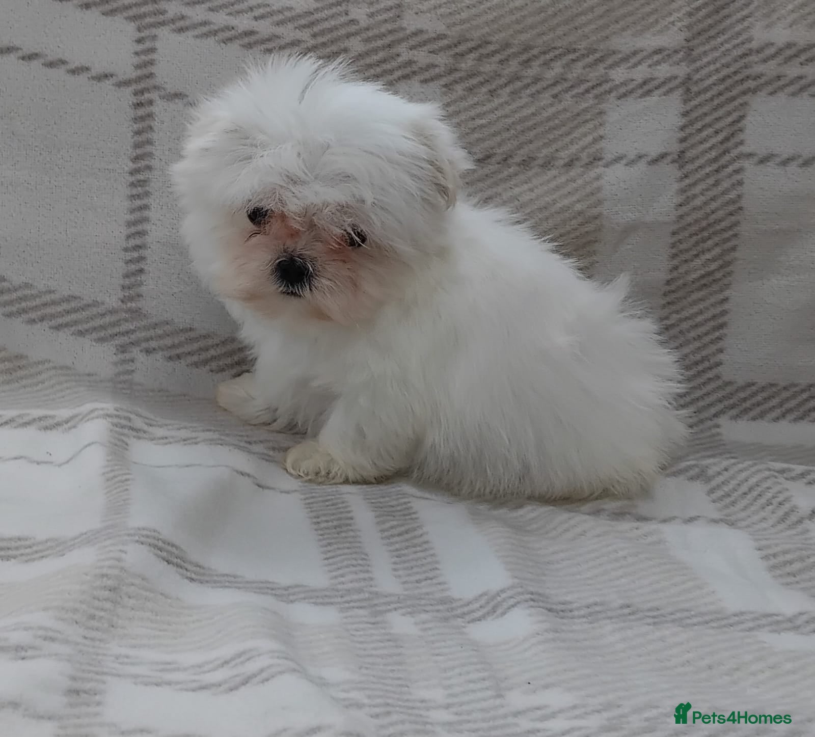 Maltese dogs Maltese puppies  - Advert 6