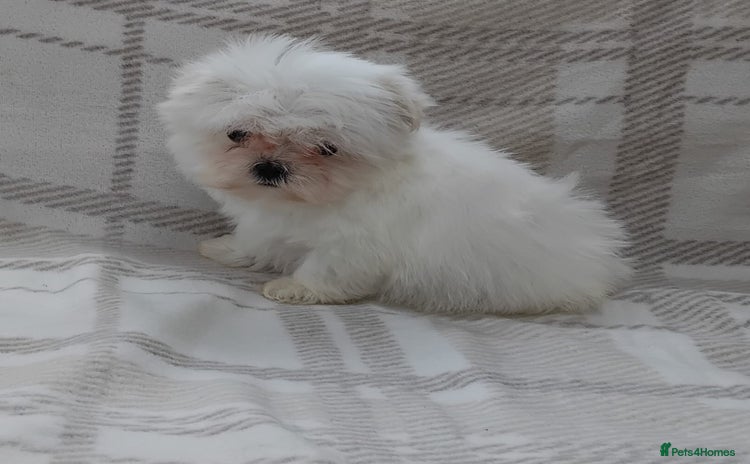 Maltese dogs - Advert 10