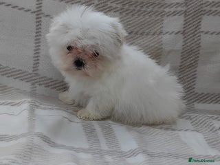 Maltese dogs - Advert 2