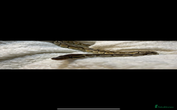 Python Snake reptiles for sale: Lesser python snake  - Image 3