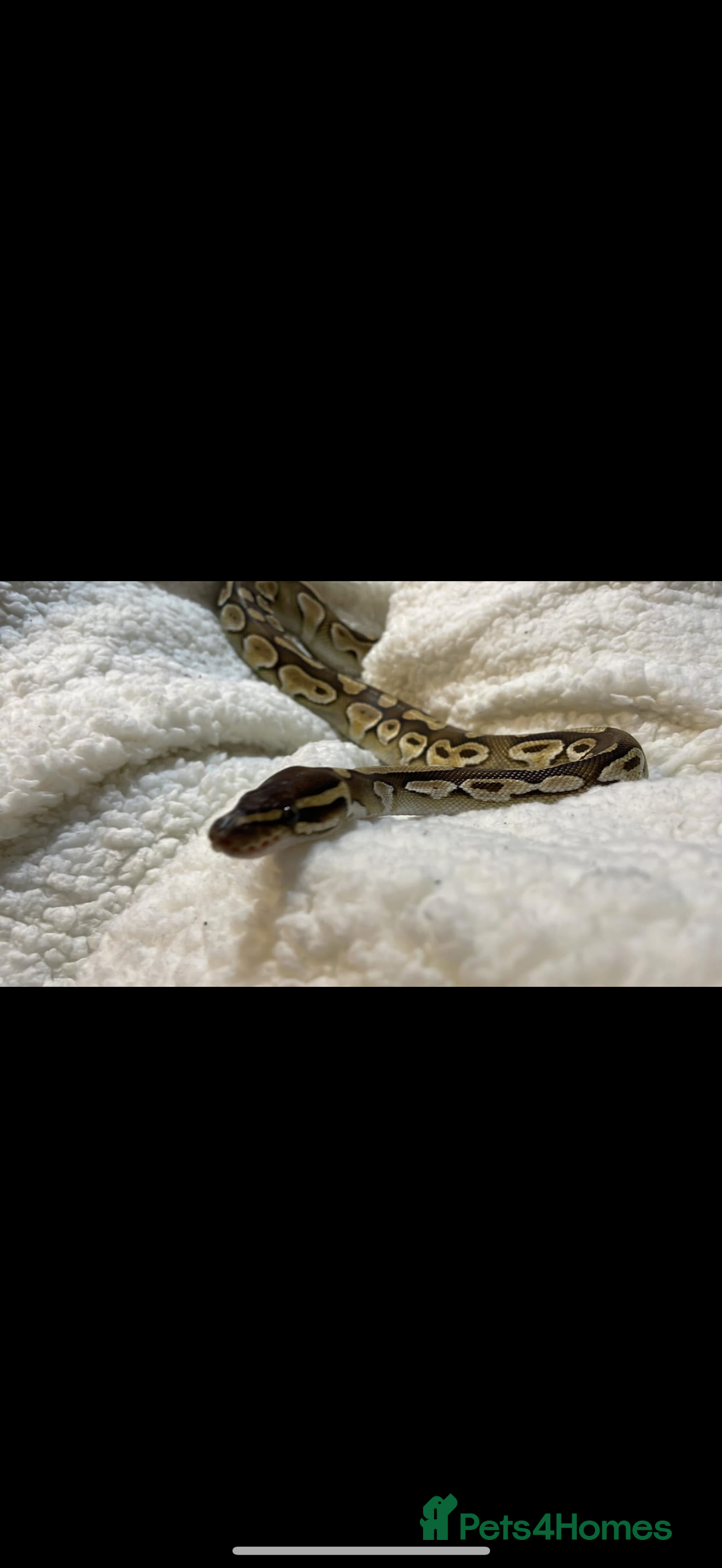 Python Snake reptiles for sale: Lesser python snake  - Image 3