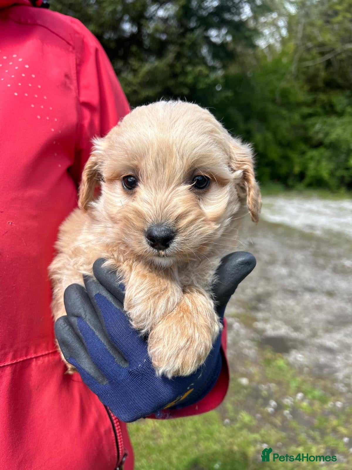 Labradoodle dogs Beautiful Vet health checked Labradoodle Puppies  - Advert 2
