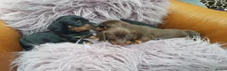 Dachshund dogs for sale: Beautiful short haired dachshund puppies for sale - Advert 3