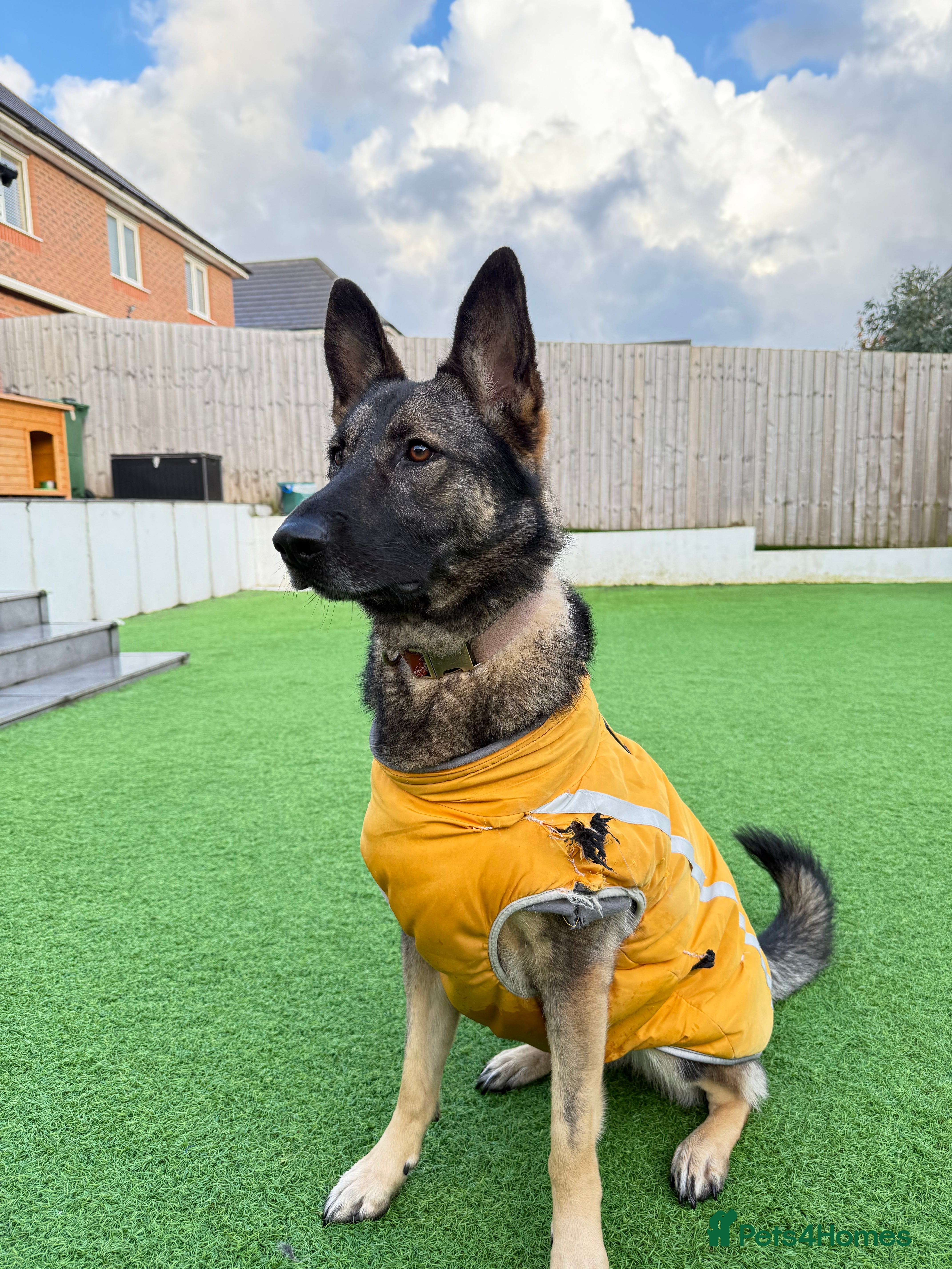 German Shepherd dogs Rare Working Line GSD German Shepherd Lovely Girl - Advert 16