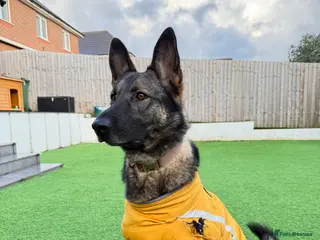 German Shepherd dogs Rare Working Line GSD German Shepherd Lovely Girl - Advert 16