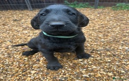 Labradoodle dogs for sale: Labradoodle puppy’s - Image 2