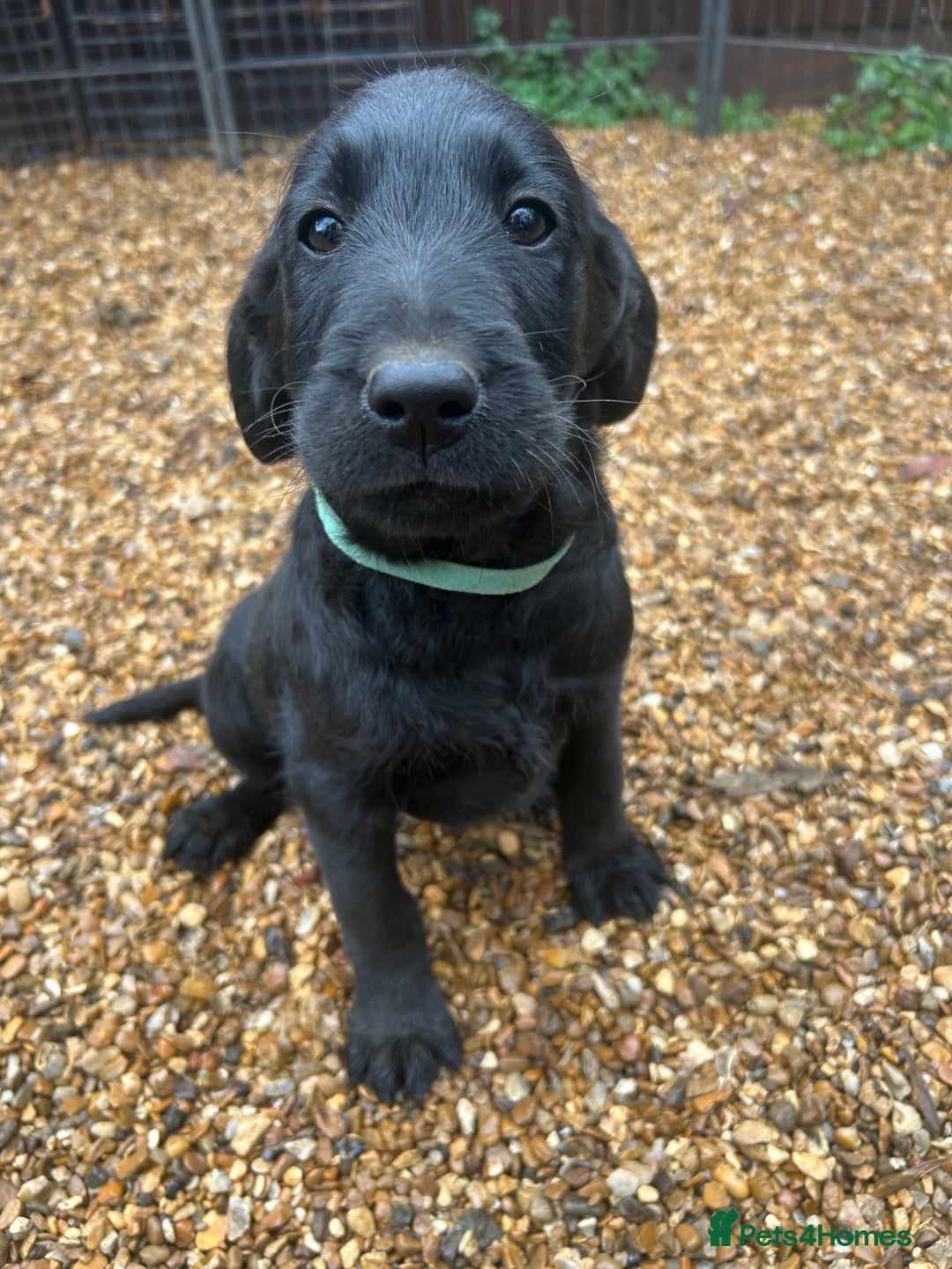 Labradoodle dogs for sale: Labradoodle puppy’s - Image 2