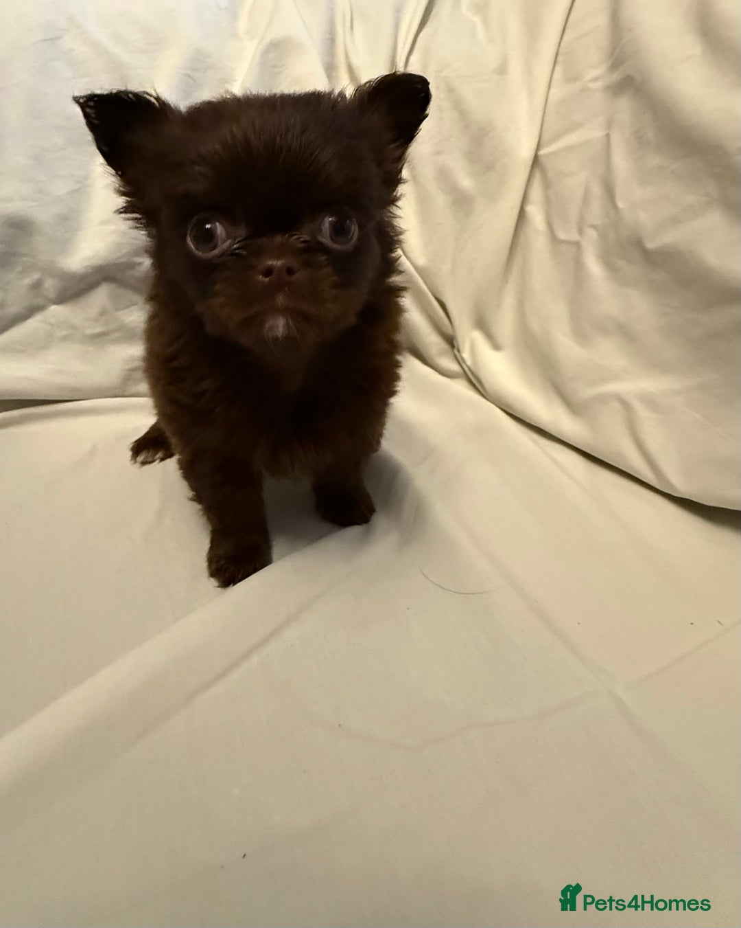 Chihuahua dogs for sale: Long coated Chihuahuas *super rare! - Advert 4