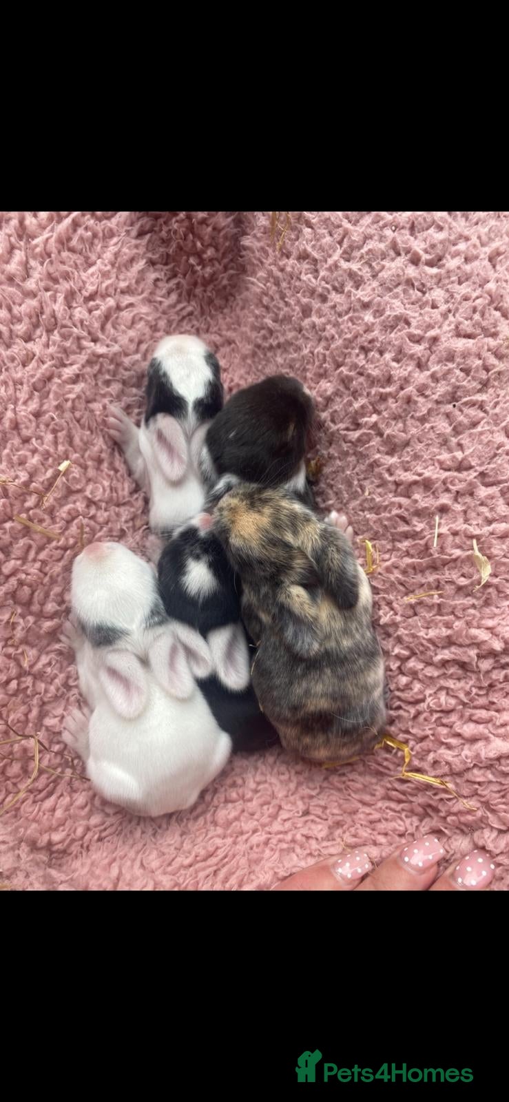 Mini Lop rabbits Mini Lop Babies - Ready to leave end of July  - Advert 1